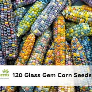 May include: A close-up of a pile of colorful Glass Gem corn cobs. The kernels display a variety of colors, including purple, blue, yellow, orange, and red. The image includes the text "120 Glass Gem Corn Seeds".