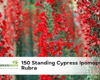 150 Standing Cypress Seeds | Ipomopsis Rubra, Red Wildflower, Hummingbird Garden Blooms