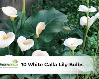 10 White Calla Lily Bulbs | Zantedeschia aethiopica, Florist Flower Plant, Elegant Garden Blooms