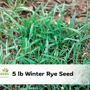 May include: A patch of green winter rye grass growing from brown soil. A white rectangular overlay at the bottom displays the text CZGREENSEEDS Easy Garden Seeds for Everyday Growers 5 lb Winter Rye Seed in black and green lettering.