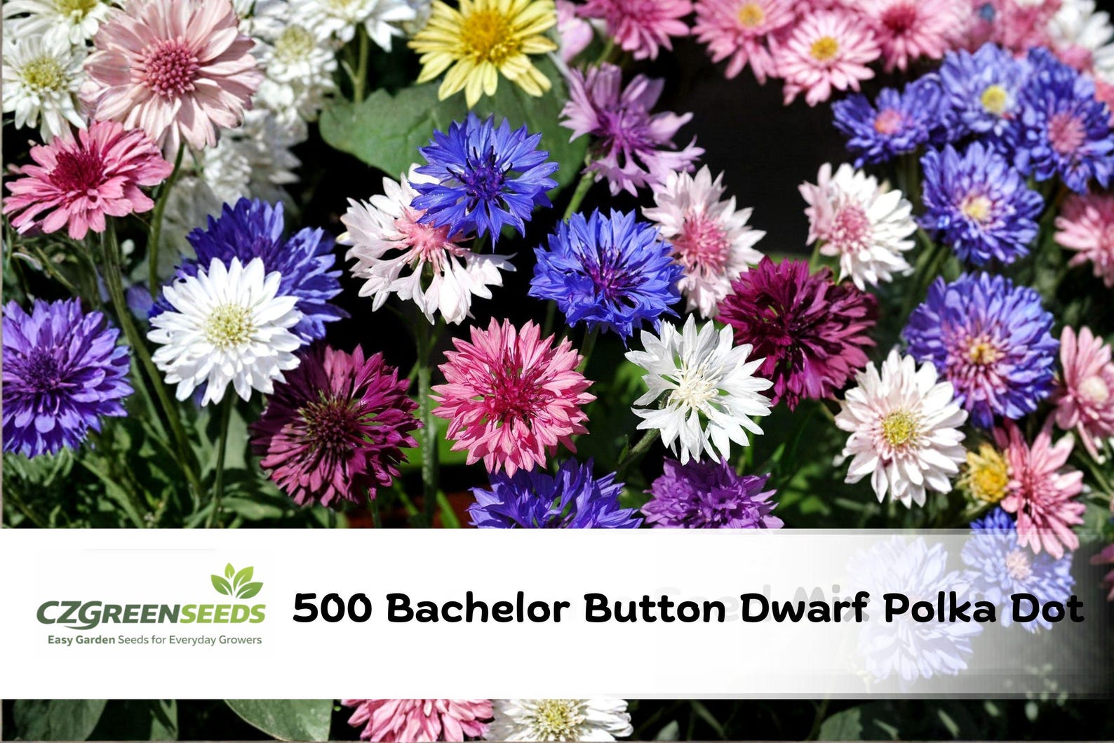 Pollinator Button Example 500 Dwarf Bachelor Button Polka Dot Mix Seeds | Compact Colorful Blooms ...