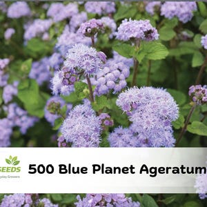May include: Image of a field of Blue Planet Ageratum flowers with clusters of small, light purple blooms and green foliage. The image includes the text "500 Blue Planet Ageratum Seeds" in white text on a white banner.