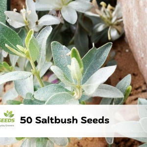 May include: Image of saltbush plants with green and silver leaves. The image includes the text "CZGreenSeeds" and "50 Saltbush Seeds". The plants are in front of a light brown background.