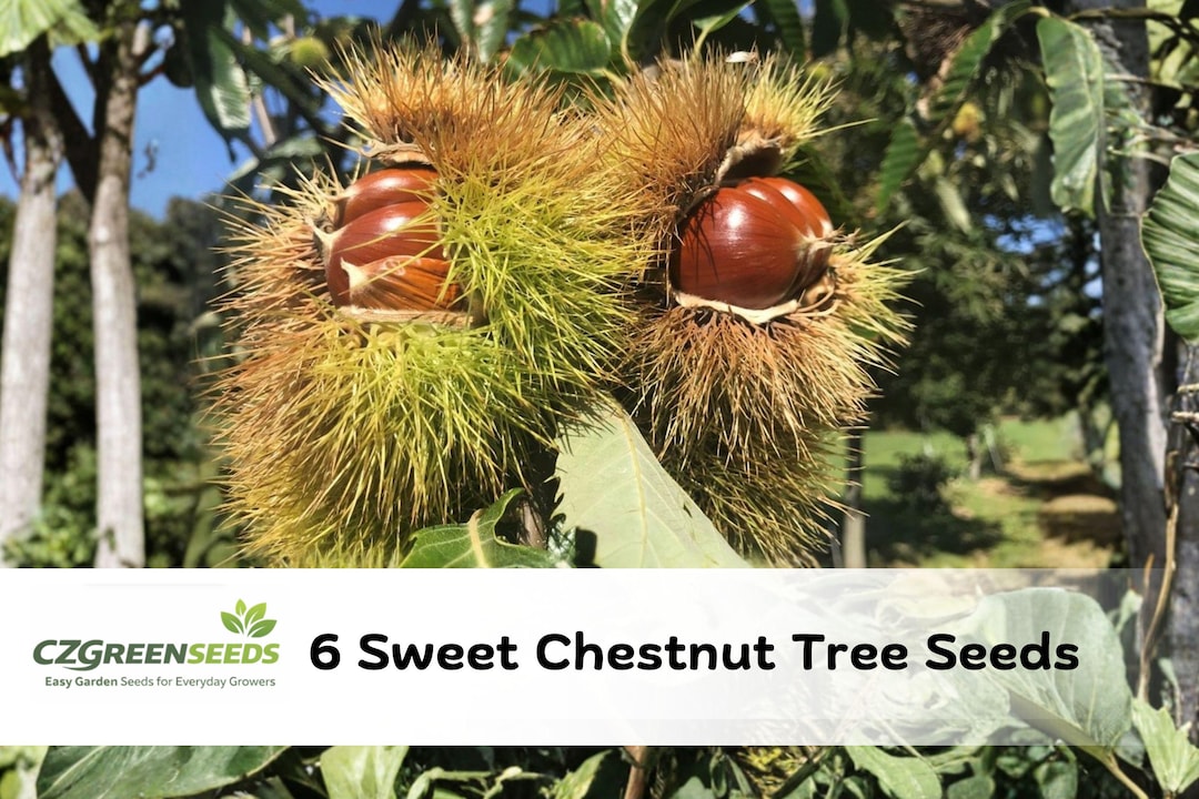 6 Sweet Chestnut Hybrid Tree Seeds | Hardy Fast Growing Landscape Nut ...