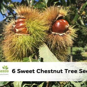 May include: Close-up of two sweet chestnut tree seed pods, each containing a shiny brown nut. The pods are encased in a spiky, green and brown husk. The image includes the text "6 Sweet Chestnut Tree Seeds".