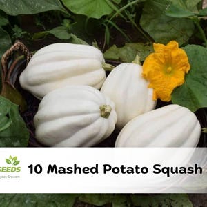 May include: A close-up of several white mashed potato squash with green leaves and a yellow flower. The squash are in a woven basket. The text "10 Mashed Potato Squash Seeds" is at the bottom of the image.