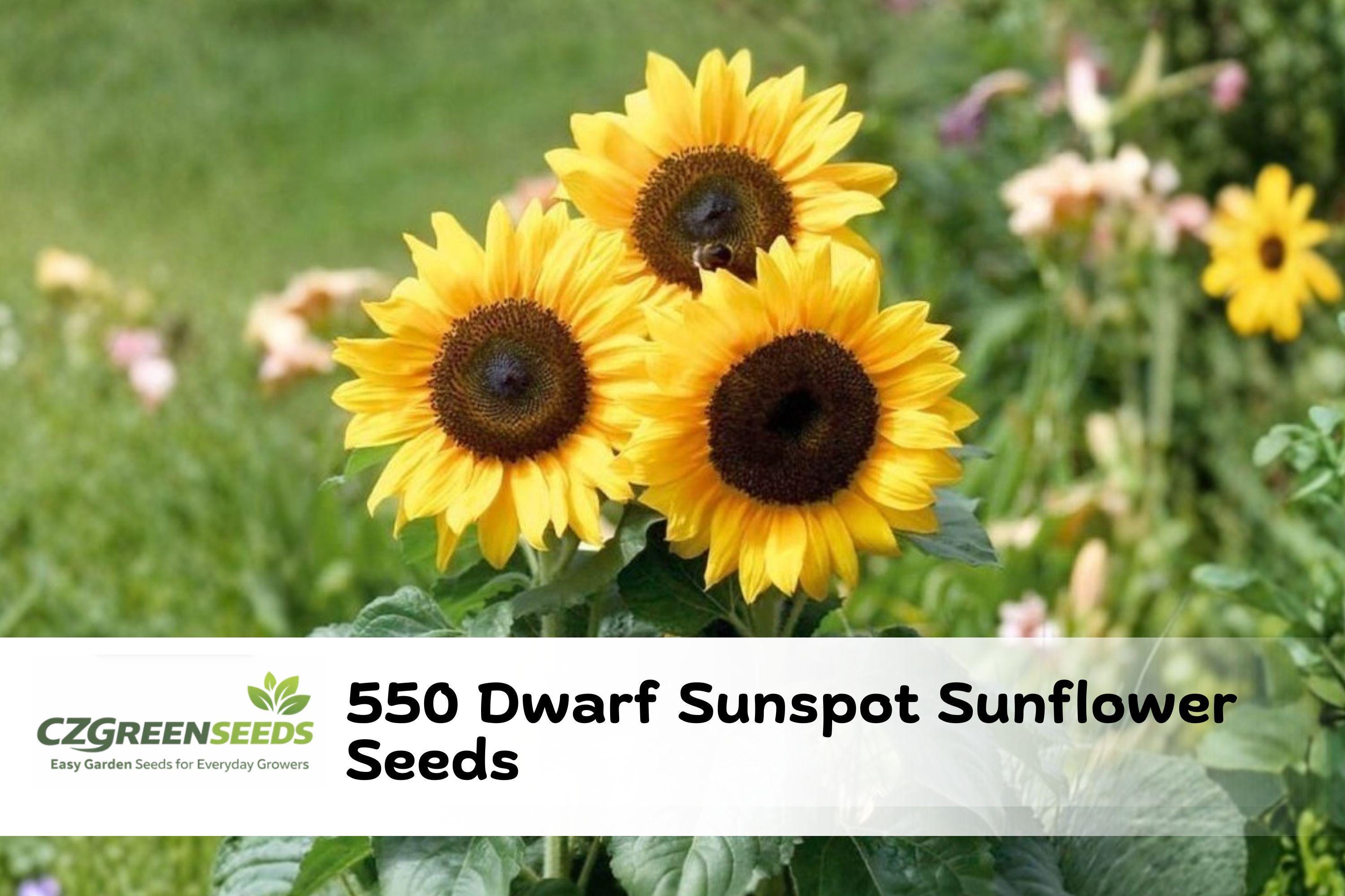 550 Dwarf Sunspot Sunflower Seeds | Compact Yellow Blooms, Container ...