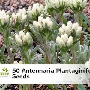 May include: Close-up of Antennaria Plantaginifolia plants with white flower clusters and green stems. The image includes the text "50 Antennaria Plantaginifolia Seeds" and the CZGreenSeeds logo, suggesting a product for gardening.