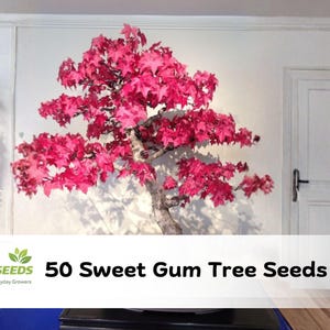 Sweet Gum Bonsai - Etsy