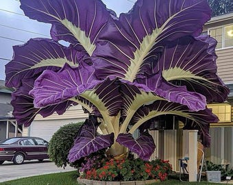 Elephant Ear Bulbs Rare Tropical Hardy Garden Balcony Ornamental Foliage Plant