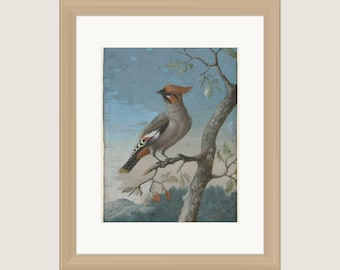 George Edwards Bohemian Waxwing Framed Print | Antique Winter Bird Watercolor | Holiday Bird Art | 11x14 Matted