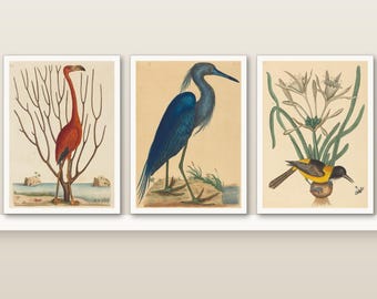 Colorful Bird Art Print Set of 3 | Catesby Flamingo & Blue Heron | 1730s Natural History | Small 5x7 Wall Art