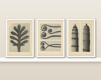 Black and White Botanical Print Set of 3 | Karl Blossfeldt Plant Photography | Small 5x7 Wall Art