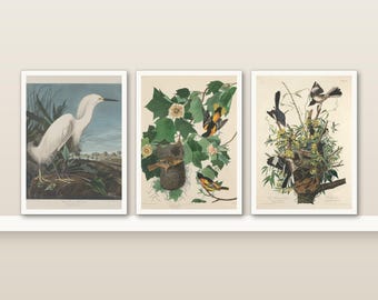 Vintage Bird Print Set of 3 | Audubon Birds of America | Small 5x7 Wall Art