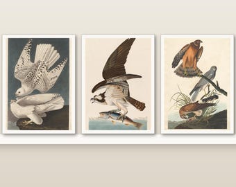 Birds of Prey Art Print Set of 3 | Vintage Audubon Falcon, Osprey and Hawk Wall Art | Small 5x7 Wall Art