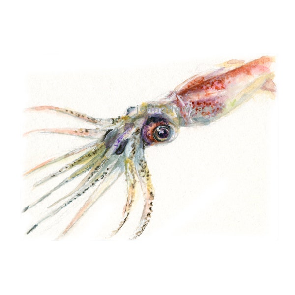 Watercolor Squid, Squid Print, Firefly Squid Print, Fish Art, Seafood Art, Fish Print
