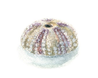 Watercolor Sea Urchin, Sea Urchin Print, Sea Urchin Art