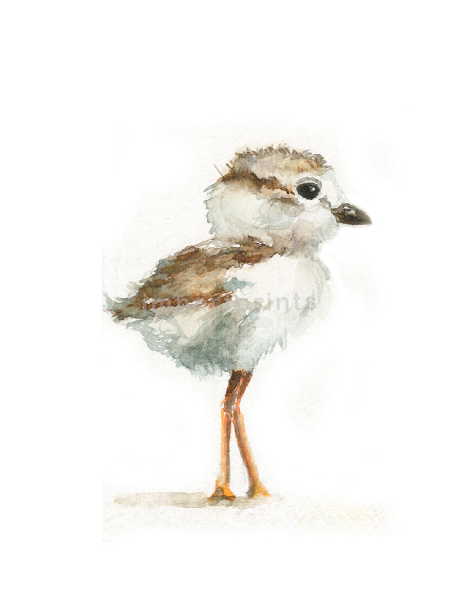 Watercolor Baby Seagull Baby Seagull Print Etsy
