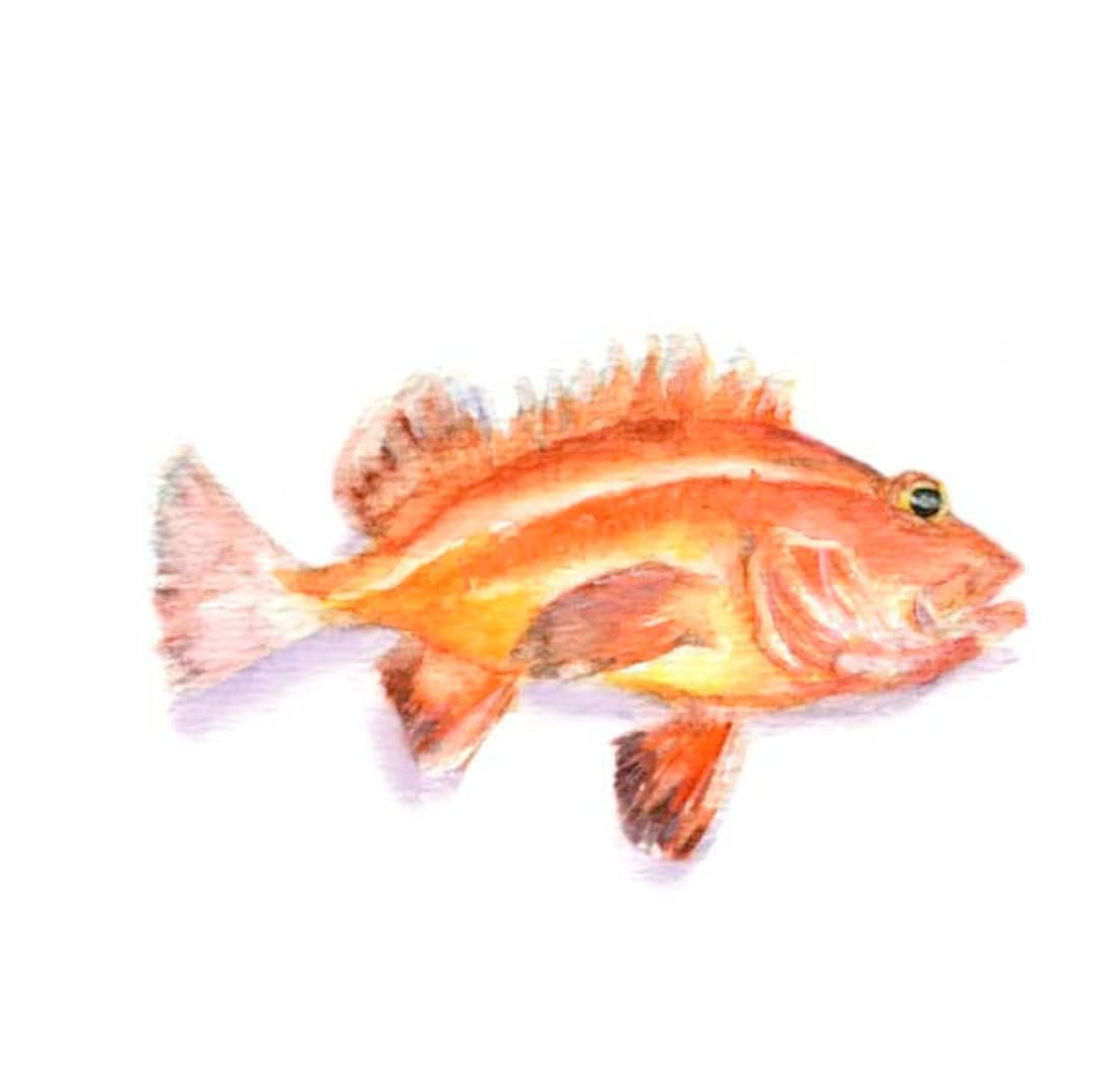 Rockfish Watercolor, Rockfish Print, Rockfish Illustration, Rockfish