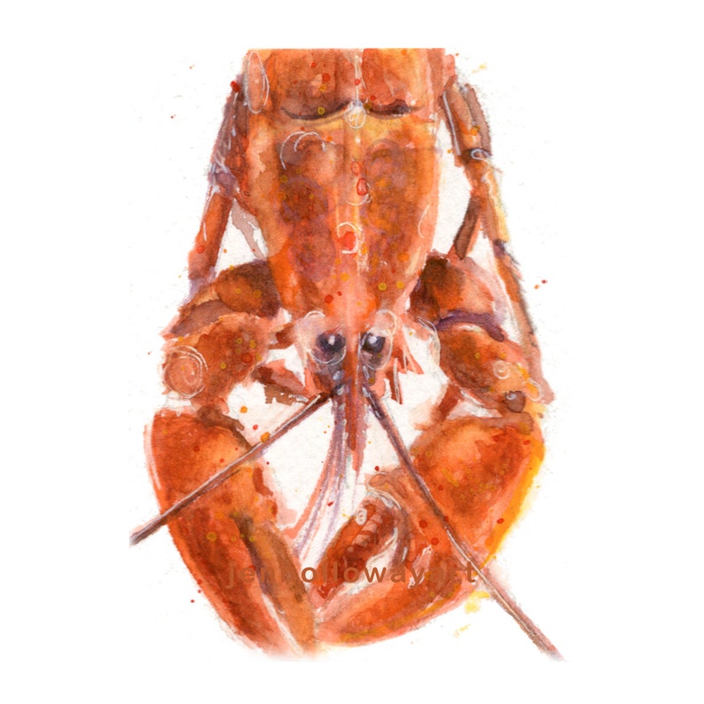 May include: Watercolor painting of a lobster, rendered in shades of orange and red. The crustacean is depicted from a top-down perspective, showcasing its detailed anatomy and texture. The artwork has a realistic style with artistic watercolor splatters.