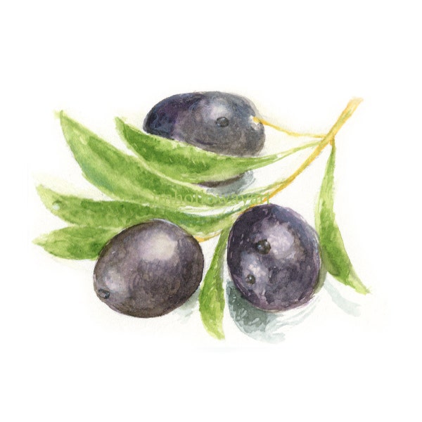 Watercolor Olives, Olives Print, Ripe Olives Print