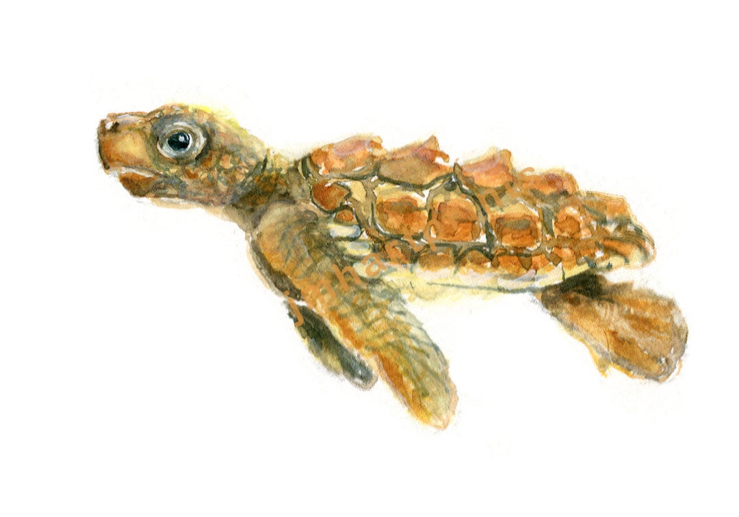 Watercolor Baby Sea Turtle, Baby Sea Turtle Print - Etsy