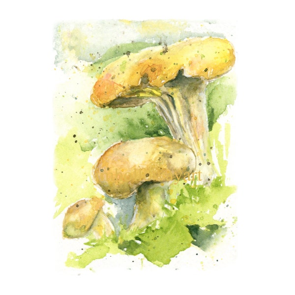Watercolor Chanterelles, Chanterelles Print, Mushroom Print