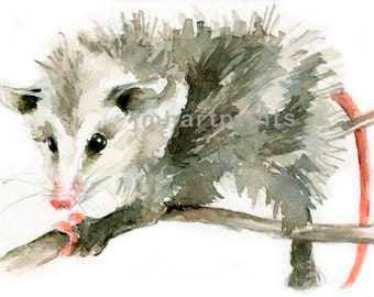 Watercolor Possum, Possum Print