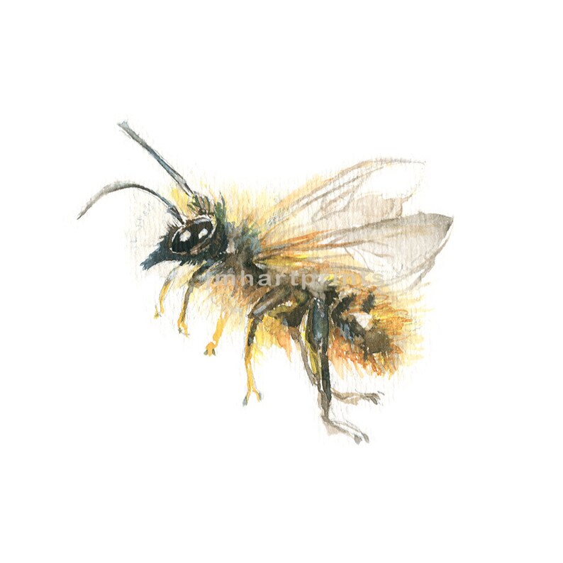 Watercolor Bee, Bee Print, Honey Bee Print image 1