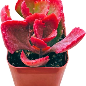 Live Kalanchoe Longiflora Coccinea Succulent Plant, Easy Care House Plant, Partial Sun Home Decor