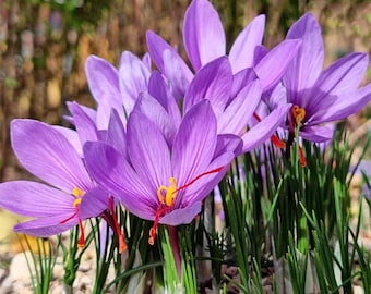 Saffron Crocus Corms – Large  Planting Bulbs with Instructions