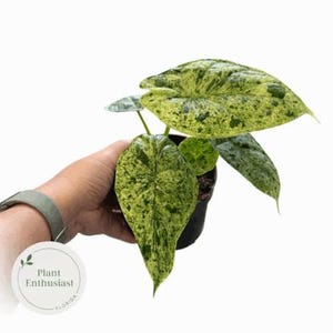 May include: A potted plant with large, variegated leaves in shades of green and yellow is held in a person's hand. The leaves have a speckled pattern. The plant is in a black pot. A tag with the words "Plant Enthusiast" is attached.
