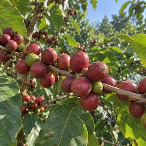 May include: A coffee plant branch laden with clusters of round, ripe red coffee cherries and a few unripe green cherries, interspersed with broad, dark green leaves under bright sunlight, featuring a small circular logo with the text Clasiccraf.
