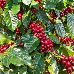 Op de afbeelding: Een tak van een koffieplant vol trossen felrode, rijpe koffiebessen, genesteld tussen glanzende, donkergroene, ovale bladeren. De bessen zijn rond en zitten dicht op de stengels, wat een levendig contrast vormt met het gebladerte.