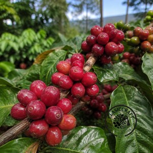 Könnte beinhalten: Eine Ansammlung leuchtend roter Kaffeekirschen, die an einem holzigen Zweig mit glänzenden grünen Blättern wachsen. Die runden, reifen Früchte sind dicht entlang des Stiels angeordnet und haben eine glatte Oberfläche. Ein kreisförmiges Logo mit dem Text CLASICCRAFT ist sichtbar.