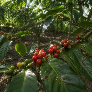 Premiumcertifierade Van Java-kaffefrön (Coffea sp.) - Arvskaffe för plantering