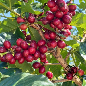 Könnte beinhalten: Eine Ansammlung reifer, tiefroter Kaffeekirschen an einem Zweig mit leuchtend grünen Blättern. Die Kaffeekirschen sind rund und glänzend und sitzen dicht gedrängt an den holzigen Stielen. Ein kleines kreisförmiges Logo mit dem Text CLASICRAFT ist sichtbar.