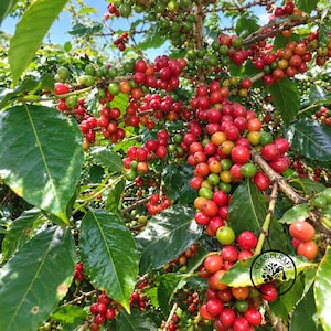 Premium Certified Bourbon Coffee Seeds (Coffea sp.) - Heirloom Coffee for Planting