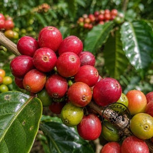 May include: A cluster of coffee cherries on a branch, displaying a mix of vibrant red and green colors. The round fruits are tightly packed together, with some showing a smooth, glossy texture. Green leaves surround the coffee cherries.