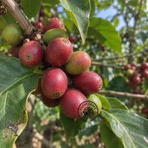 Pode incluir: Um cacho de cerejas de café crescendo num ramo, apresentando uma mistura de frutos vermelhos e verdes vibrantes. As cerejas são redondas e lisas, presas a um caule lenhoso rodeado por folhas verdes largas e pontiagudas sob luz natural.