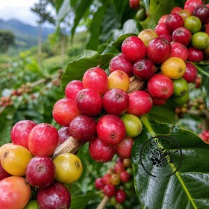 Semi di caffè SL 34 di qualità premium certificata (Coffea sp.) - Caffè antico da piantare
