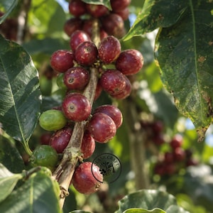May include: A cluster of coffee cherries growing on a branch, featuring numerous round, deep red fruits and a few unripe green ones. The cherries are attached to a woody stem, surrounded by large, dark green leaves with visible veins.