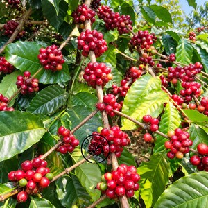 Premium Certified Java Manor Coffee Seeds (Coffea sp.) - Heirloom Coffee for Planting
