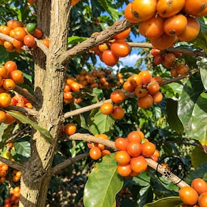 May include: A coffee tree branch laden with clusters of round, vibrant orange coffee cherries. The woody, textured trunk supports multiple stems covered in glossy green leaves and numerous ripening fruits, with a small circular logo visible.