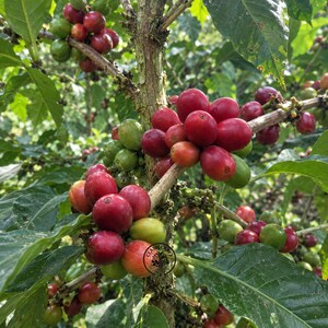 May include: A coffee plant branch featuring clusters of round, ripe red coffee cherries and some unripe green coffee cherries, interspersed with dark green, veined leaves on a woody, textured brown stem in a natural outdoor setting.
