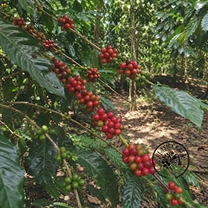 Premiumcertifierade Typica Java-kaffefrön (Coffea sp.) - Arvskaffe för plantering