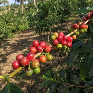 May include: A coffee branch featuring clusters of round coffee cherries in various stages of ripening, transitioning from green to yellow and deep red. The branch is woody and light brown, with dark green leaves visible in the background.