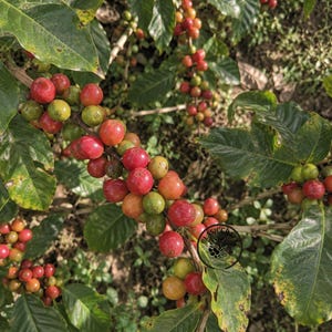 Könnte beinhalten: Ein Kaffeepflanzenzweig voller Trauben reifender Kaffeekirschen in verschiedenen Rot-, Orange- und Grüntönen. Die ovalen, dunkelgrünen Blätter sind zwischen den Früchten verteilt, die an dünnen, holzigen Zweigen befestigt sind.