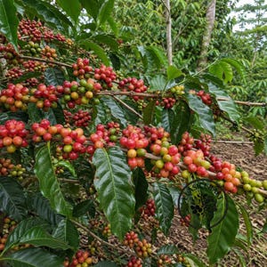 Könnte beinhalten: Ein Kaffeepflanzenzweig voller Trauben reifender Kaffeekirschen in verschiedenen Rot-, Orange- und Grüntönen, durchsetzt mit glänzenden, dunkelgrünen Blättern. Ein kreisförmiges Logo mit dem Text CLASSICRAFT ist unten rechts zu sehen.