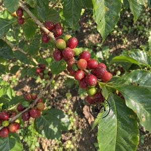 May include: A coffee plant branch featuring clusters of round coffee cherries in various stages of ripening, transitioning from green to bright red and deep crimson, accompanied by dark green, glossy, oval-shaped leaves and a circular logo.